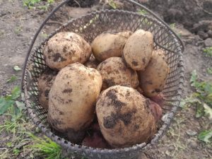 Первый урожай и картофельное братство