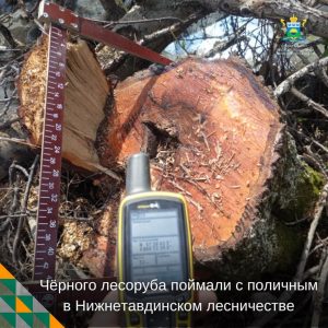 В Нижнетавдинском округе пойман чёрный лесоруб