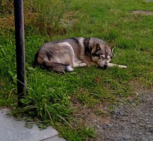 После Волка на душе пустота…