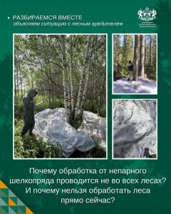 Почему обработка от непарного шелкопряда проводится не во всех лесах?