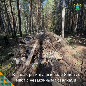 🚨 Мусор в лесу обойдется дорого
